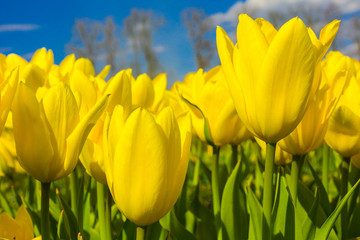Obraz premium Group of red tulips in the park against clear blue sky.