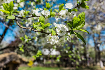 Early spring, blooming fruit tree, gentle colors in spring, bokeh background, shallow depth of focus.