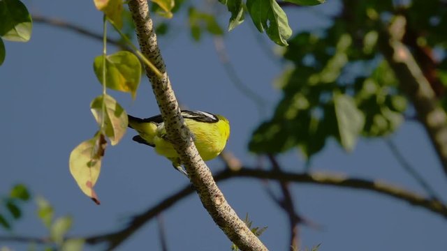 Green small bird.
Green Lora bird male perching on branch tree and flying off, low angle view HD slow motion.