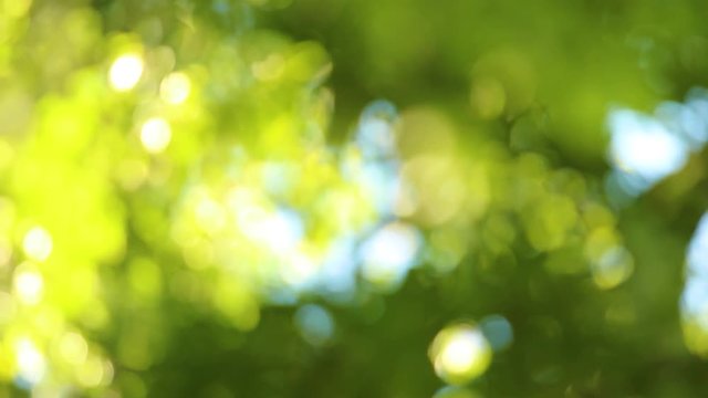 Beautiful blurry green and blue nature background. Sun shines through blowing on wind green leaves at blue sky. Summer trees swinging on sunny morning outdoors. Out of focus full hd video footage.