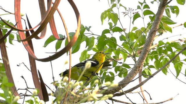 Green small birds.
Green lora bird juvenile perching  and following while father shouting and spreading wings ,HD slow motion.
