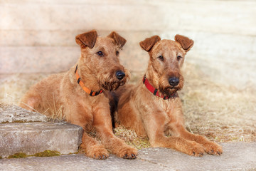 Two Irish Terrier to lie close against the wall
