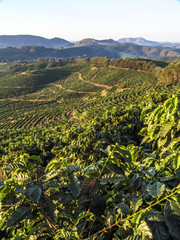 Plantação de cefé em Minas Gerais - Coffe field in Minas Gerais State, Brazil