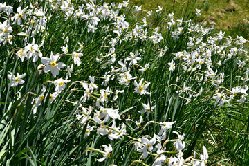 Fototapeta premium Massif de narcisses