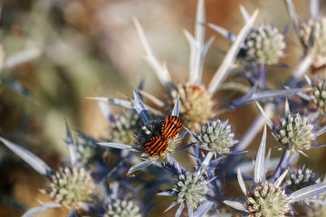 Fototapeta na wymiar Graphosoma lineatum ( italian striped bug ) are resting on an eryngium flower