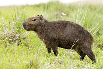 Capybara (Hydrochaeris hydrochaeris)