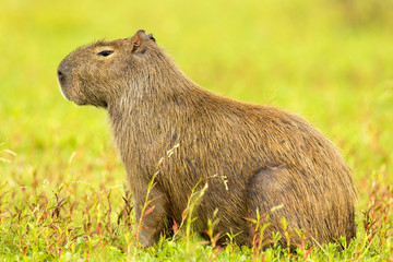 Capybara (Hydrochaeris hydrochaeris)
