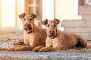 Two Irish Terrier to lie close against the building.