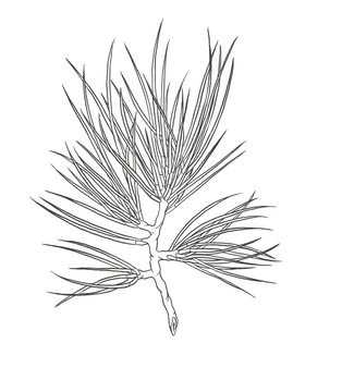 Decorative branch of a Christmas pine tree. Contour illustration