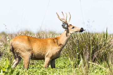 Male Marsh Deer (Blastocerus dichotomus)