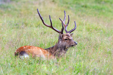 Naklejka na ściany i meble sika deer in the grass. Parc de Merlet, France
