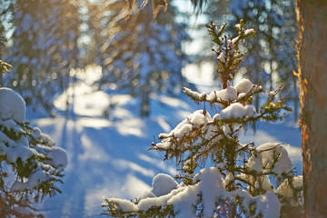 Pine forest during early sundown in winter on a blue hour moody day, Arctic Circle, Sweden