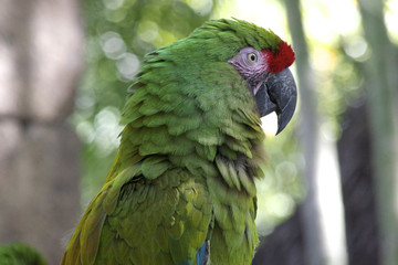 Great green macaw posing