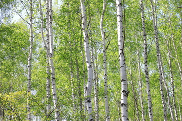Fototapeta premium Beautiful young birch trees with green leaves in summer in sunny weather