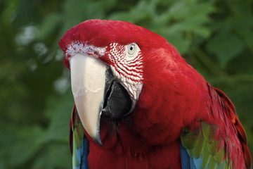 Red-and-green macaw portrait
