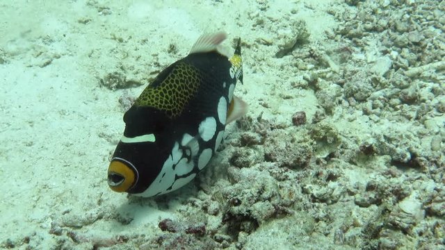 Clown triggerfish or bigspotted triggerfish, Balistoides conspicillum swims over corals of Bali