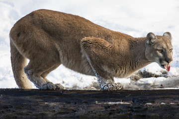 Mountain Lion at Triple D Game Farm