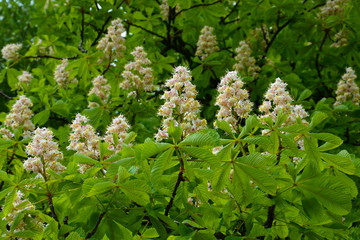 Пирамидальное прямостоячее соцветие каштана с беловато розовыми  цветками.