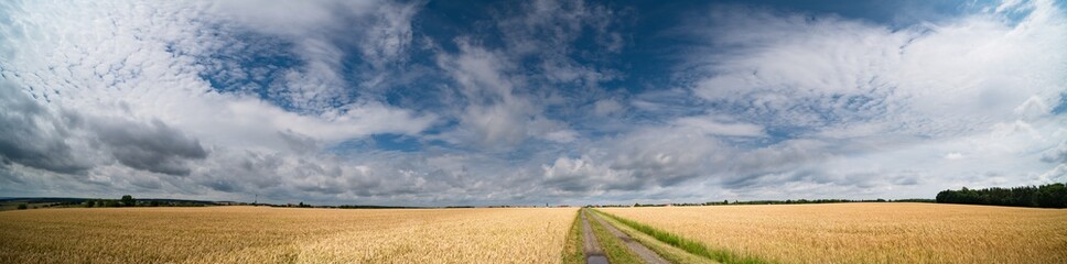 Fototapeta premium A field of ripe wheat road and a blue sky with clouds. Panoramic view