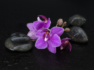 orchid flowers on a black background. 