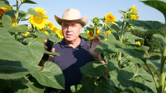 Farmer in Sunflower Farm Plantation Talking About Agriculture Work and Business