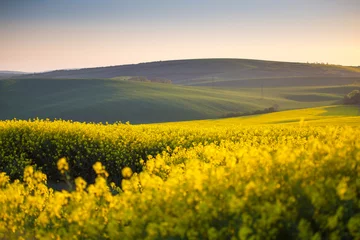 Fotobehang Spring yellow fields © alexugalek