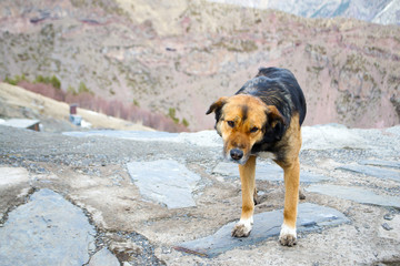 собака на фоне гор, бездомное животное.