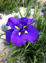 20120615-BELLE-FLEUR-BLEUE