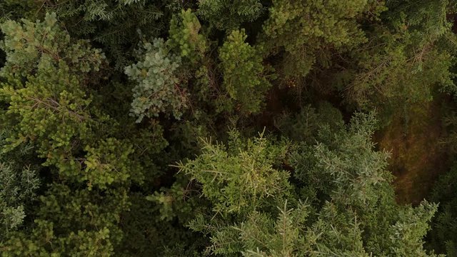 Drone over forest