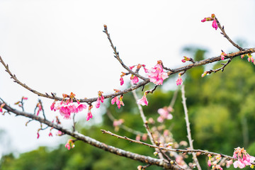 Cherry Blossom in the morning, Blooming Pink Japanese Sakura