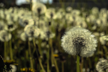 dandelion summer grass