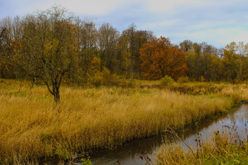 autumn river trees