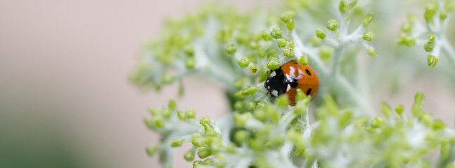 Marienkäfer auf den Knospen eines Frühlingsblühers