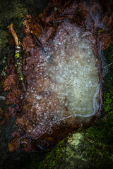 Immagini di alberi e foglie di una foresta in Toscana con la neve