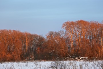 the spring sun at sunset, pink forest , the wood in the spring in March  and April