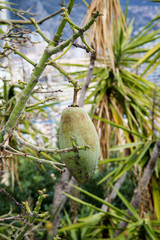 Frucht an einem Baum