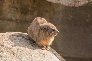 Klippschliefer auf einem Felsen