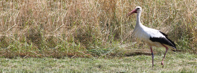 beringter Weißstorch auf abgemähter Wiese