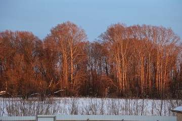 the spring sun at sunset, pink forest , the wood in the spring in March  and April
