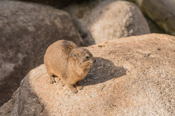 Klippschliefer auf einem Felsen
