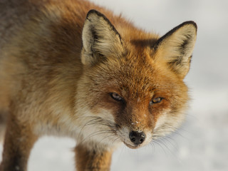 red fox