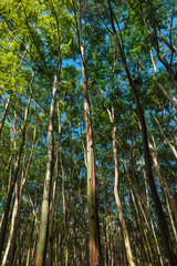 Fototapeta premium a young eucalyptus forest on kauai hawaii
