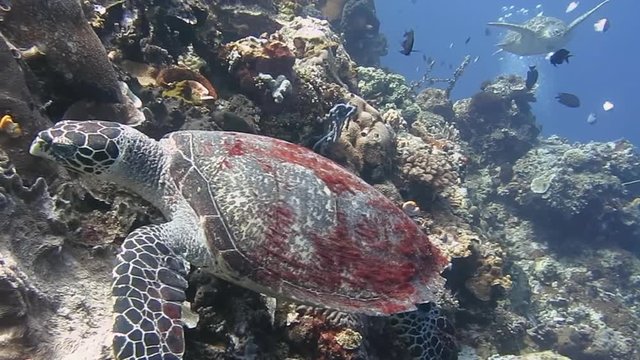 Hawksbill sea turtle ( Eretmochelys imbricata ) swims over corals of Bali