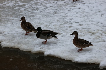 Ducks on the snow