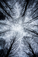 Immagini di alberi e foglie di una foresta in Toscana con la neve