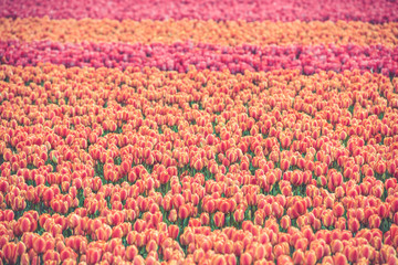 Multicolored tulips field in the Netherlands