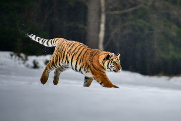 Fototapeta premium Tygrys syberyjski w śniegu (Panthera tigris)