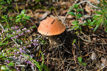 Подберезовик