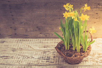 Amazing Yellow Daffodils flowers in basket.  image for spring background
