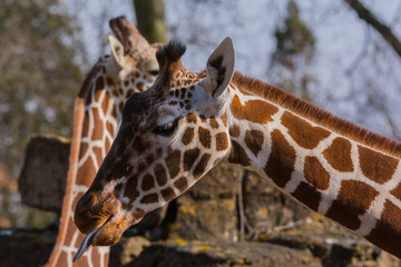 Netzgiraffe im Zoo